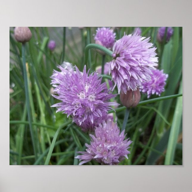 Blooming Chives Poster (Front)