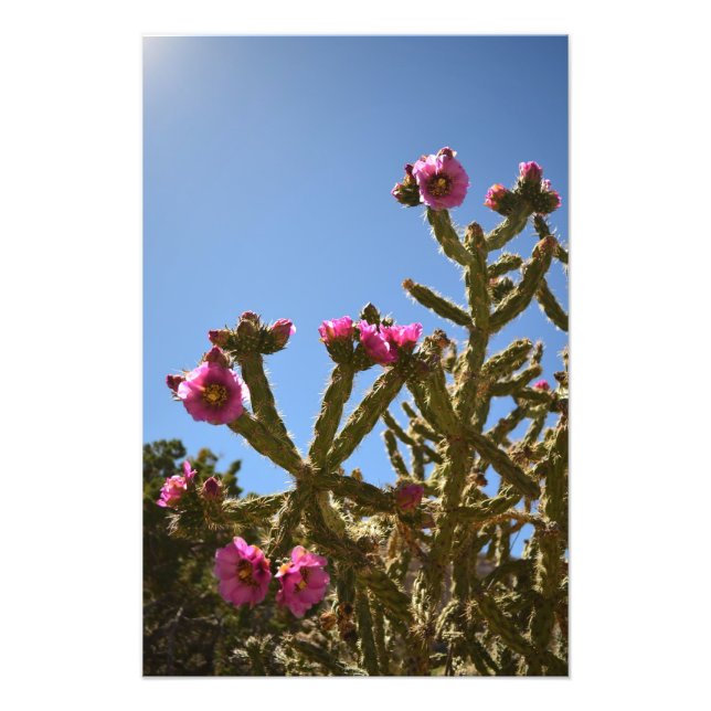 Blooming Cholla Cactus Flowers Photo Print (Front)