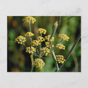 Blooming Fennel Postcard