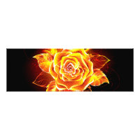 Blooming Fire Rose