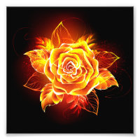 Blooming Fire Rose