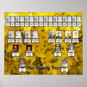 Blooming Forsythia Bush Photo Two Family Trees   Poster