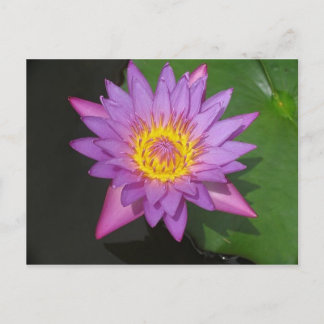 Blooming Glory Postcard