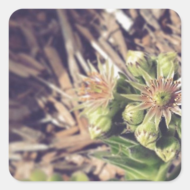 Blooming Hen and Chicks Plants Square Sticker (Front)