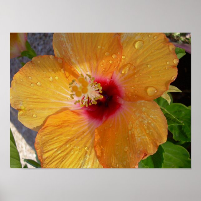 Blooming Hibiscus Poster (Front)