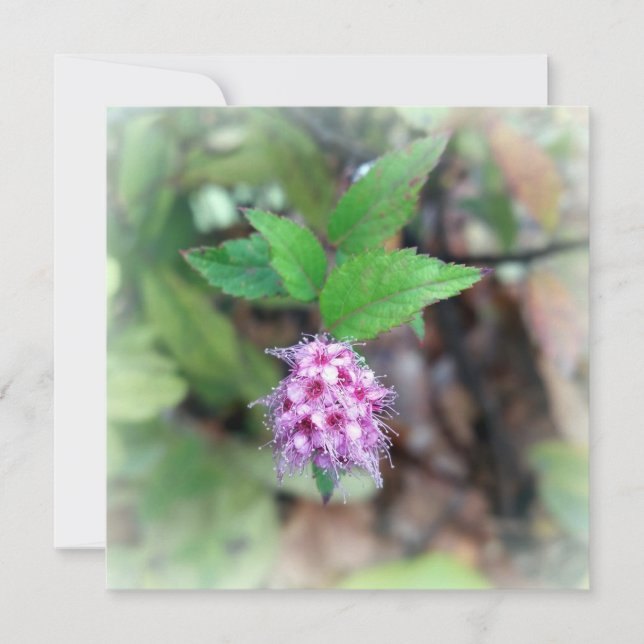 Blooming in autumn (Front)