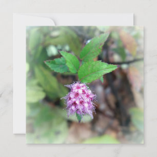 Blooming in autumn