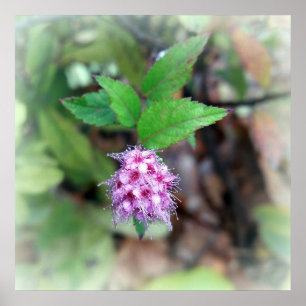 Blooming in autumn poster