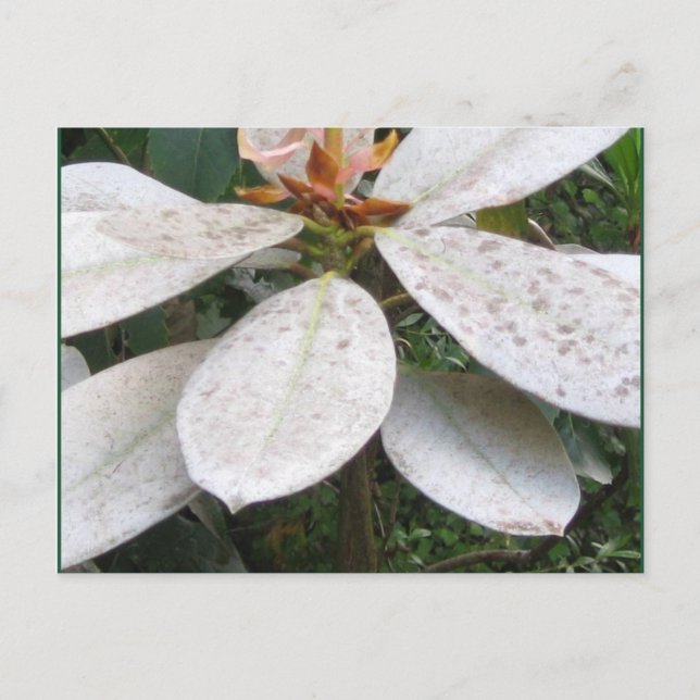 Blooming in Lochmara Bush Postcard (Front)