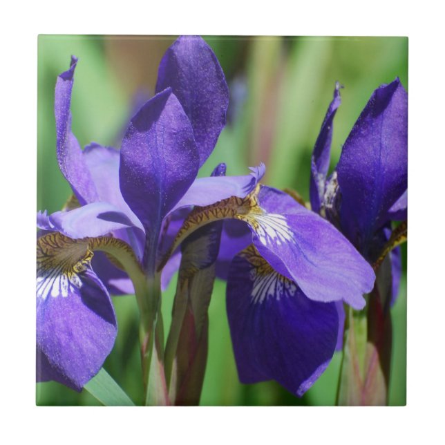 Blooming Iris Tile (Front)