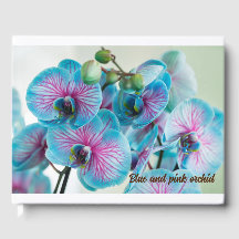 Blooming isolated on a white background