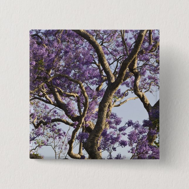 Blooming Jacaranda Trees in New Farm Park, 15 Cm Square Badge (Front)