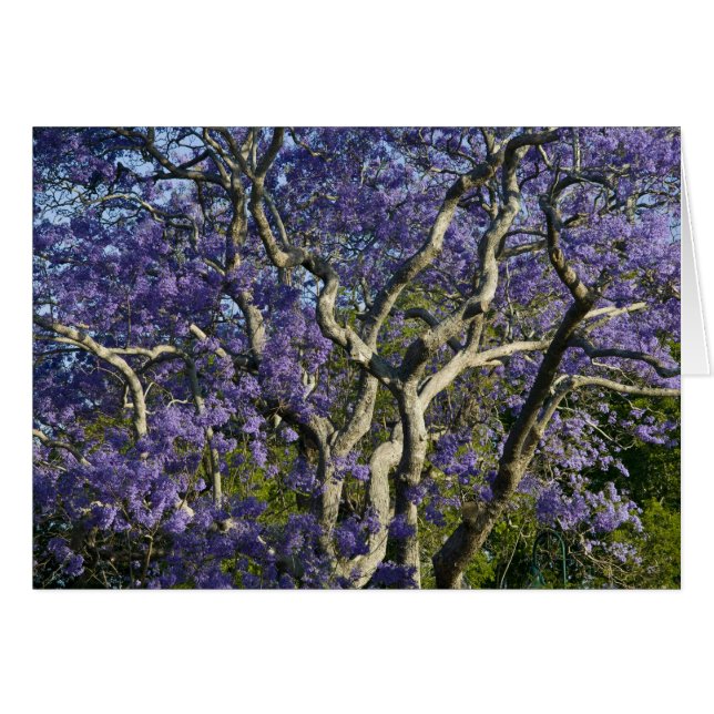 Blooming Jacaranda Trees in New Farm Park, 2 (Front Horizontal)