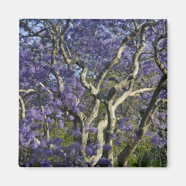 Blooming Jacaranda Trees in New Farm Park, 2 Magnet (Front)