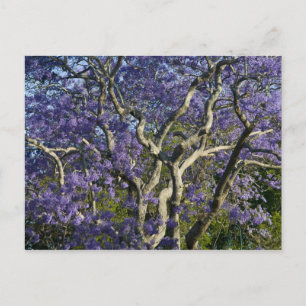 Blooming Jacaranda Trees in New Farm Park, 2 Postcard