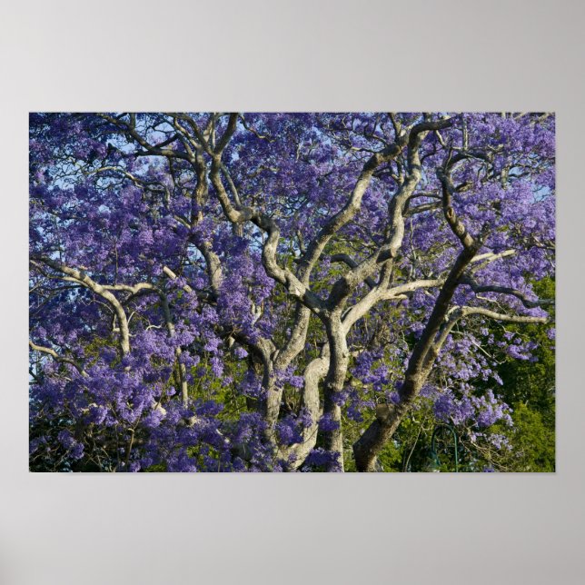 Blooming Jacaranda Trees in New Farm Park, 2 Poster (Front)