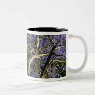 Blooming Jacaranda Trees in New Farm Park, 2 Two-Tone Coffee Mug