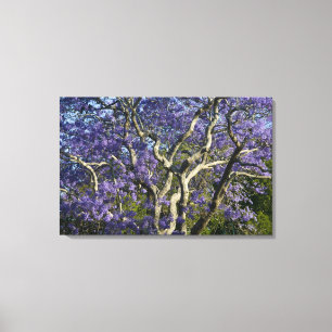 Blooming Jacaranda Trees in New Farm Park, Canvas Print