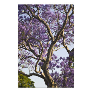 Blooming Jacaranda Trees in New Farm Park, Photo Print