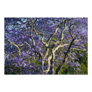 Blooming Jacaranda Trees in New Farm Park, Photo Print