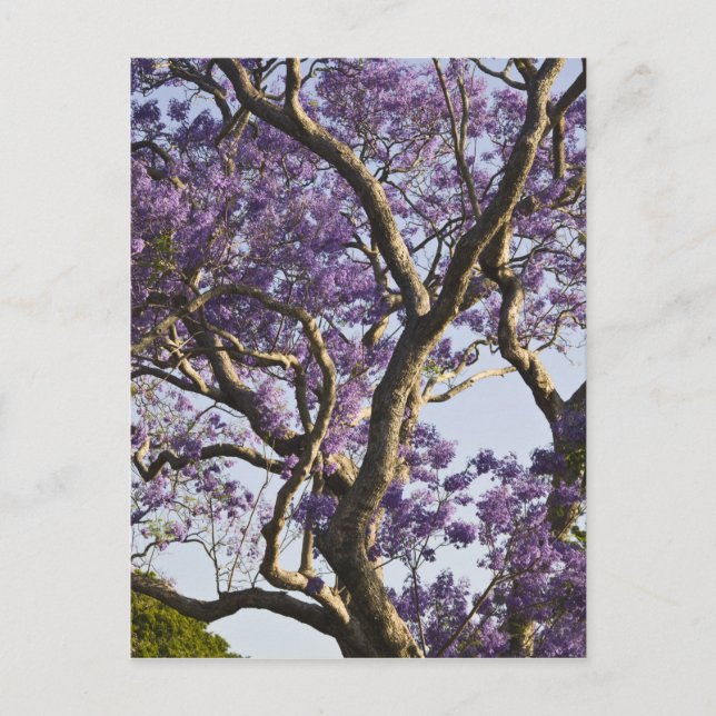 Blooming Jacaranda Trees in New Farm Park, Postcard (Front)
