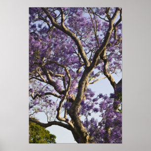 Blooming Jacaranda Trees in New Farm Park, Poster