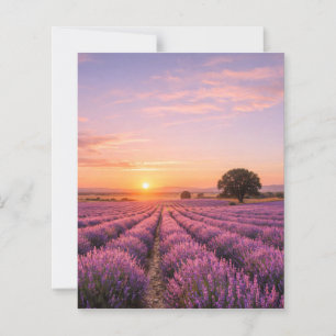 Blooming Lavender Field at Golden Sunset Provence