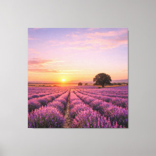 Blooming Lavender Field at Golden Sunset Provence Canvas Print