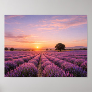 Blooming Lavender Field at Golden Sunset Provence  Poster