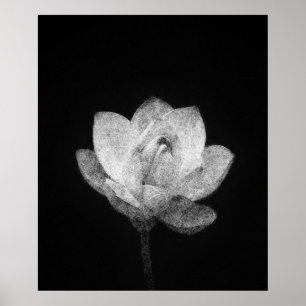 blooming lotus flower bud sketch art  poster