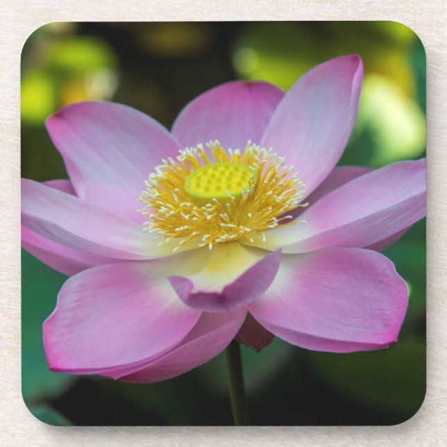 Blooming lotus flower, Indonesia Coaster (Front)