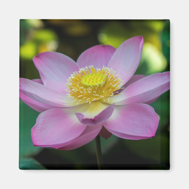 Blooming lotus flower, Indonesia Magnet (Front)
