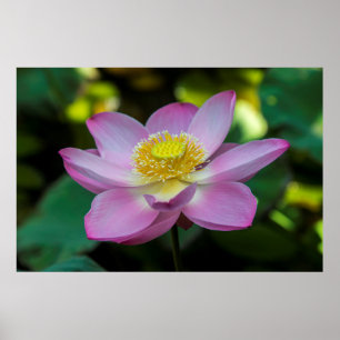 Blooming lotus flower, Indonesia Poster