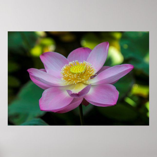 Blooming lotus flower, Indonesia Poster (Front)