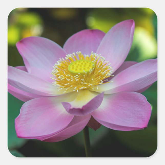 Blooming lotus flower, Indonesia Square Sticker (Front)