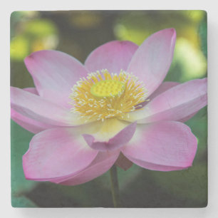 Blooming lotus flower, Indonesia Stone Coaster
