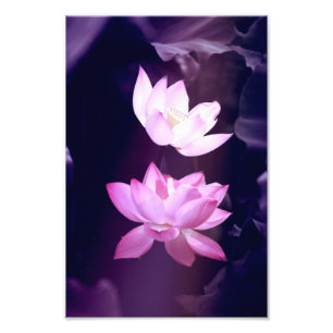 Blooming Lotus Flower Photo Print