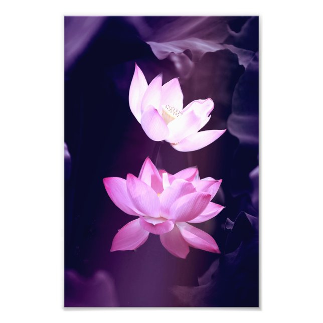 Blooming Lotus Flower Photo Print (Front)