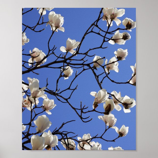 Blooming Magnolias Poster (Front)