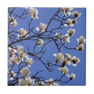 Blooming Magnolias Tile