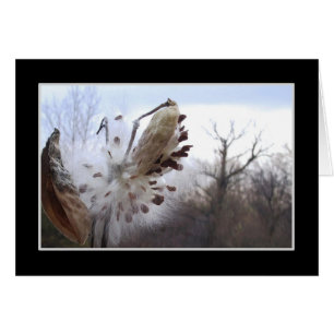 Blooming Milkweed Pod Card