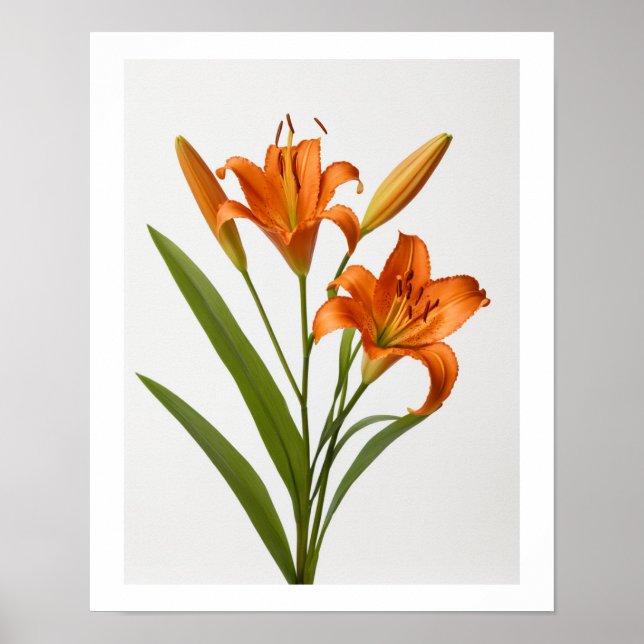 Blooming orange lily on white background Poster (Front)