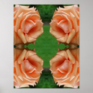 Blooming Peach Rose Abstract  Poster