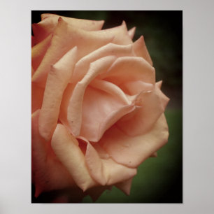 Blooming Peach Rose Poster