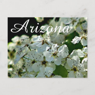 Blooming Pear tree, Arizona postcard