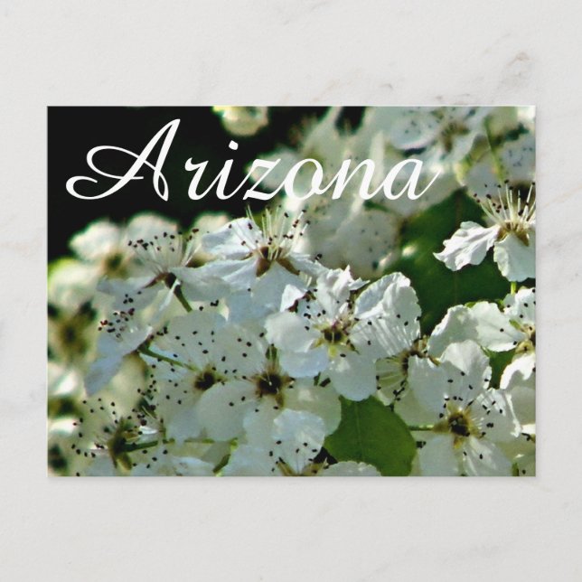 Blooming Pear tree,  Arizona postcard (Front)