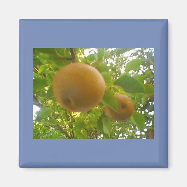Blooming Pears Magnet (Front)