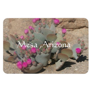 Blooming pink cactus flowers in Mesa, Arizona Magnet