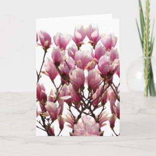 Blooming Pink Magnolias Spring Flower Card