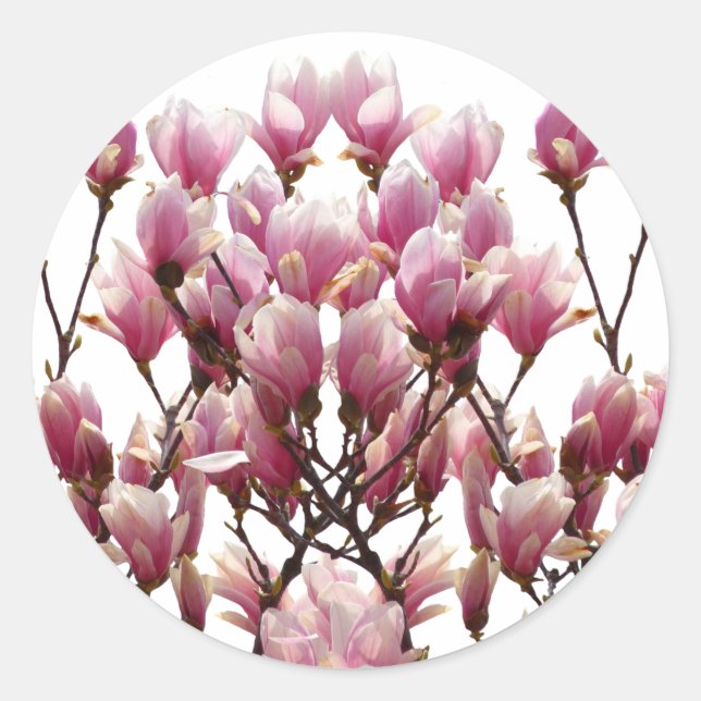 Blooming Pink Magnolias Spring Flower Classic Round Sticker (Front)